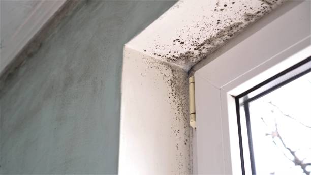 Best Basement Mold Removal  in Ovid, MI
