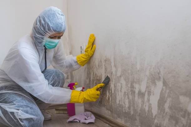 Best Residential Mold Inspection & Testing  in Ovid, MI