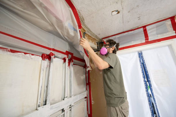 Best Mold Odor Removal Services  in Ovid, MI