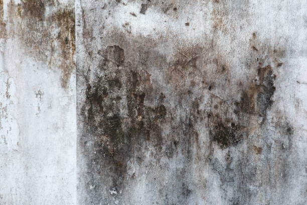 Best Mold Removal for HVAC Installations  in Ovid, MI