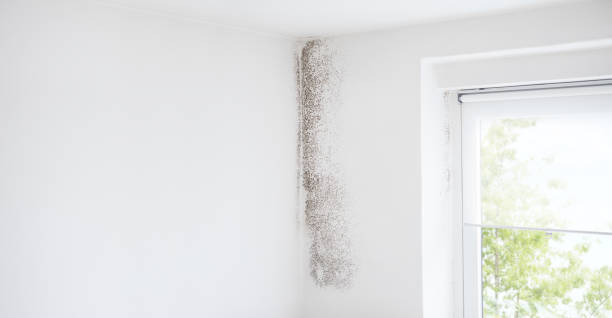 Best Asbestos and Lead Testing During Mold Inspection  in Ovid, MI