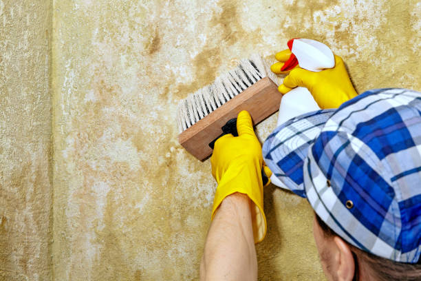 Forensic Mold Investigation in Ovid, MI