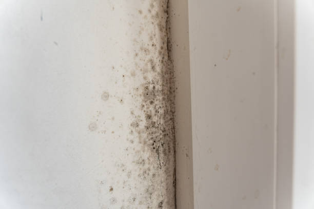 Best Black Mold Removal  in Ovid, MI